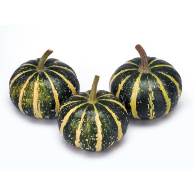 Gourd Zebra