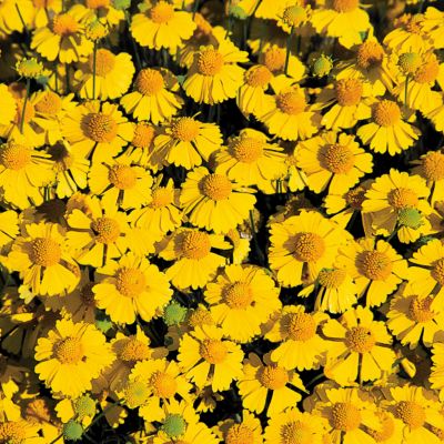 Helenium Goldfield