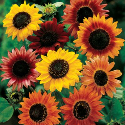 Sunflower Large Flowered Mix