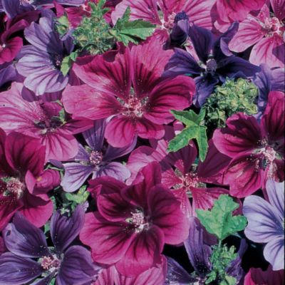 Hollyhock Mallow Mystic Merlin