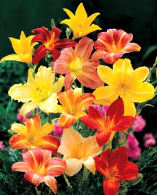 Daylily Park