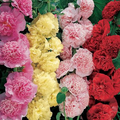 Hollyhock Summer Carnival Mix