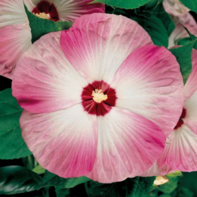 Hibiscus 'Disco Bell Pink' Hybrid: Single, 9-inch blooms of vivid pink have broad, crepe-textured petals with rounded edges that form a neat, slightly overlapping circle. The petals are dark pink at the tips, shading to blush-pink near the center, which has a ring of deep maroon around a frilly yellow eye. Foliage is dark green.