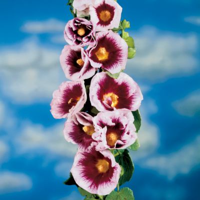 Hollyhock Creme de Cassis