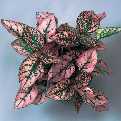 Polka Dot Plant Splash Select Pink