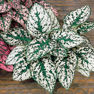 Polka Dot Plant Splash Select White