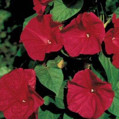 Morning Glory Scarlet O