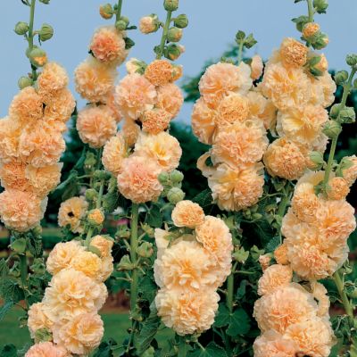 Hollyhock Peaches 
