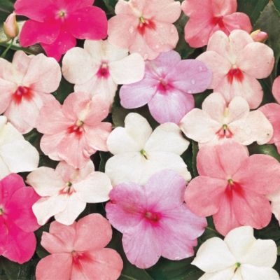 Impatiens Shady Lady Pastel Mix Hybrid: Single, 5-petaled blooms have a wide-open, flattish form with rounded petal edges. They face up and out, banked by bright green foliage on low-growing plants. This mix contains a full range of pastel shades.