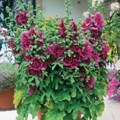Hollyhock Queeny Purple