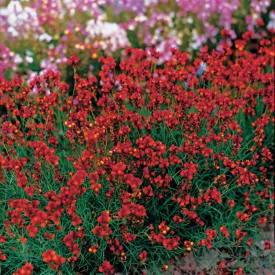 Linaria Flaming Passion