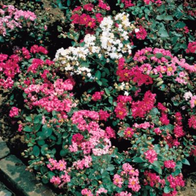 Dwarf Crape Myrtle Supersonic Mix