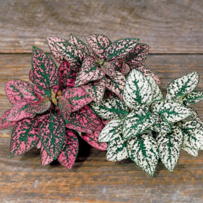 Polka Dot Plant Splash Select Mix
