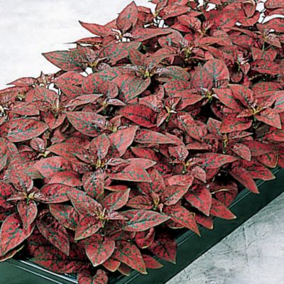 Polka Dot Plant Splash Select Red