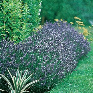 Lavender Hidcote Blue