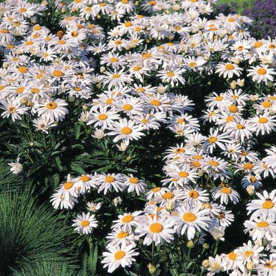 Shasta Daisy White Knight