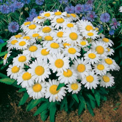 Shasta Daisy Snow Lady