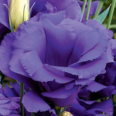 Lisianthus Cinderella Blue