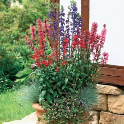 Lobelia Fan Trio Hybrids
