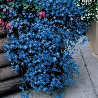 Lobelia Fountain Blue
