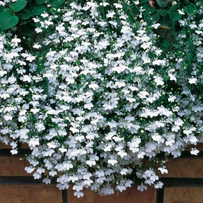 Lobelia Fountain White