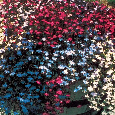 Lobelia Fountain Mix