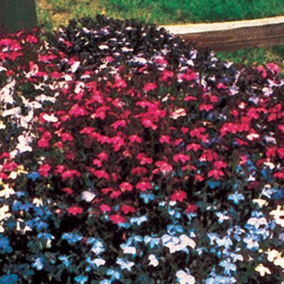 Lobelia Fountain Crimson