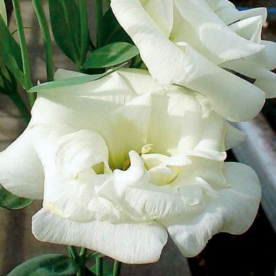 Lisianthus Cinderella ivory