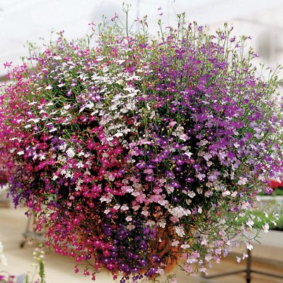 Lobelia Cascade Mix