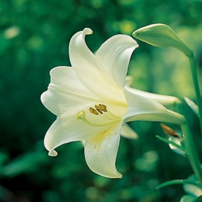 Trumpet Lily White Lancer