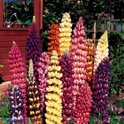 Lupine Tutti Frutti<TM>
