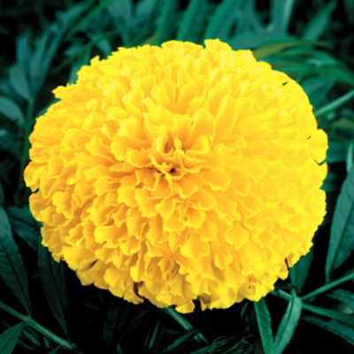 Marigold Galore Yellow Hybrid