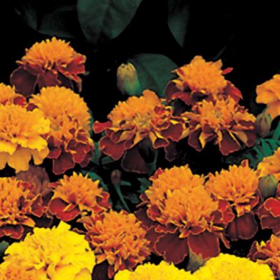 Marigold Janie Harmony