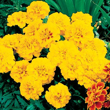 Marigold Aurora Gold