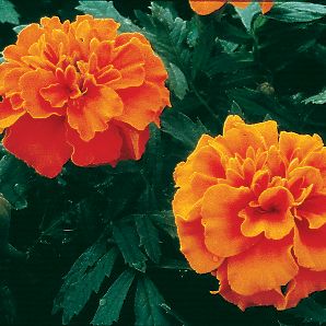 Marigold Janie Deep Orange