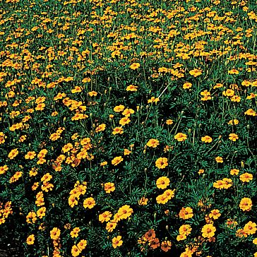 Marigold Golden Guardian: Large, single blooms of golden-orange have broad, overlapping, slightly ruffled petals held out straight. The blooms face upward on neat, rounded plants, held above the dark green, serrated foliage.