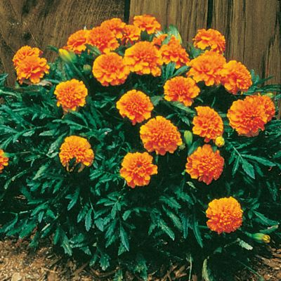 Marigold Janie Gold