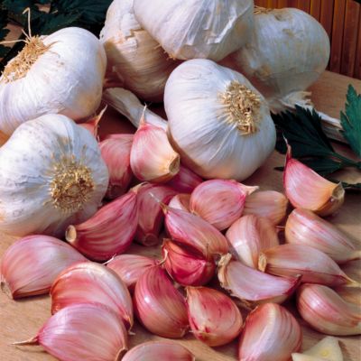 Garlic 'Early Italian Purple': A softneck garlic with 5 to 10 large cloves.
