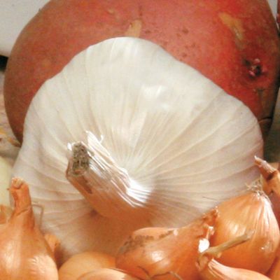 Garlic 'Italian Late': A softneck garlic with 5 to 10 cloves and tight white wrappers.