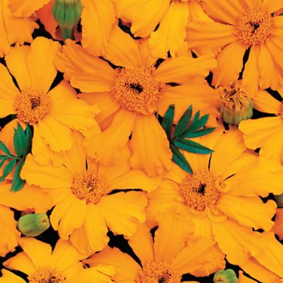Marigold Capriccio