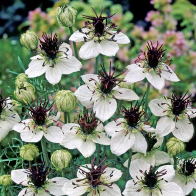 Nigella African Bride
