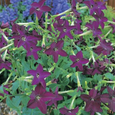 Flowering Tobacco Perfume Deep Purple Hybrid 