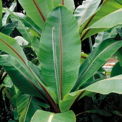 Ornamental Banana