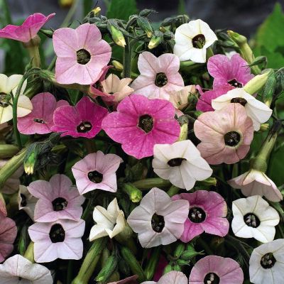 Flowering Tobacco Marshmallow