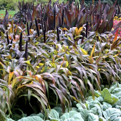 Ornamental Millet Jester