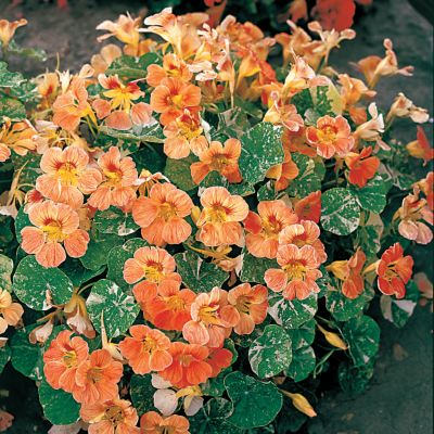 Nasturtium Alaska Gold