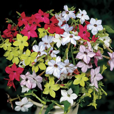 Flowering Tobacco Perfume Hybrid Mix