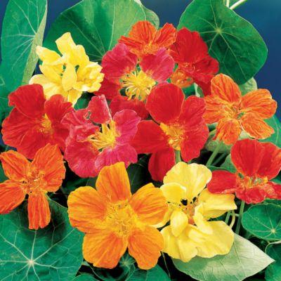 NASTURTIUMS