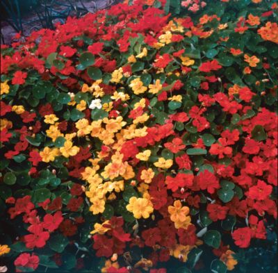 Nasturtium Park