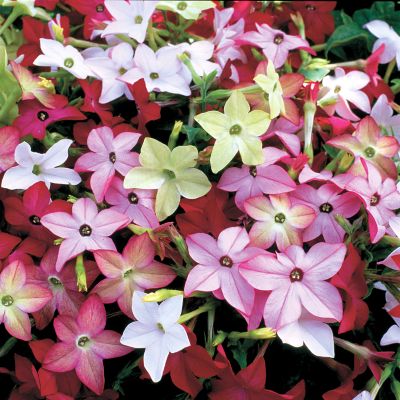 Flowering Tobacco Avalon Hybrid Mix